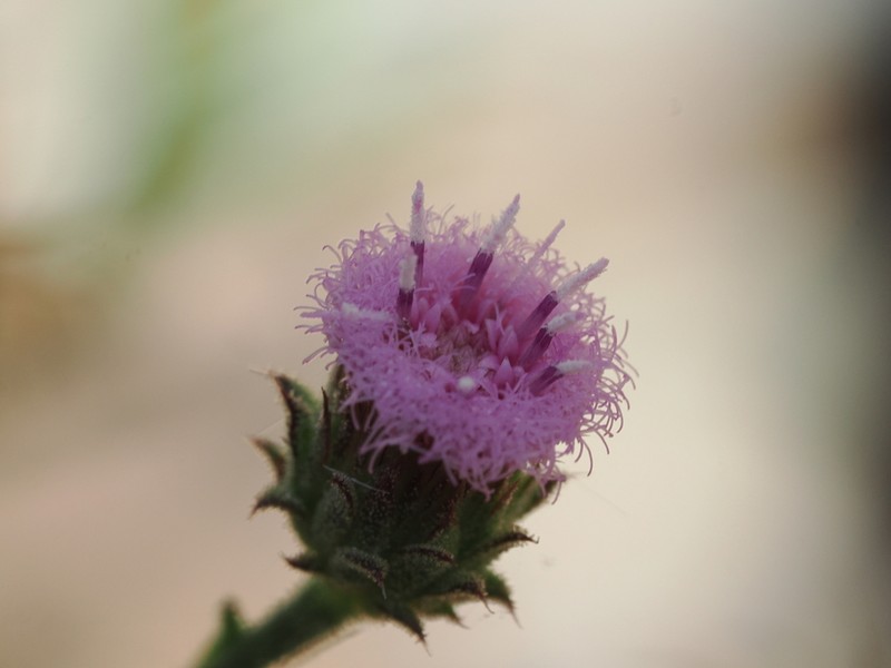 Pluchea dentex photo 3
