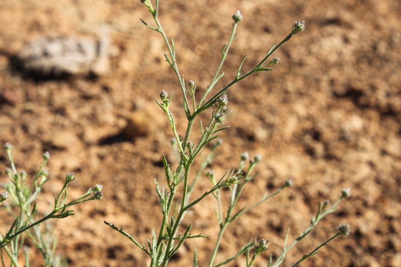 Pluchea dentex photo 5