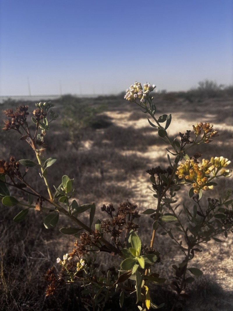 Pluchea dioscoridis