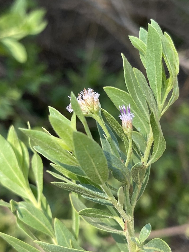 Pluchea dioscoridis photo 2