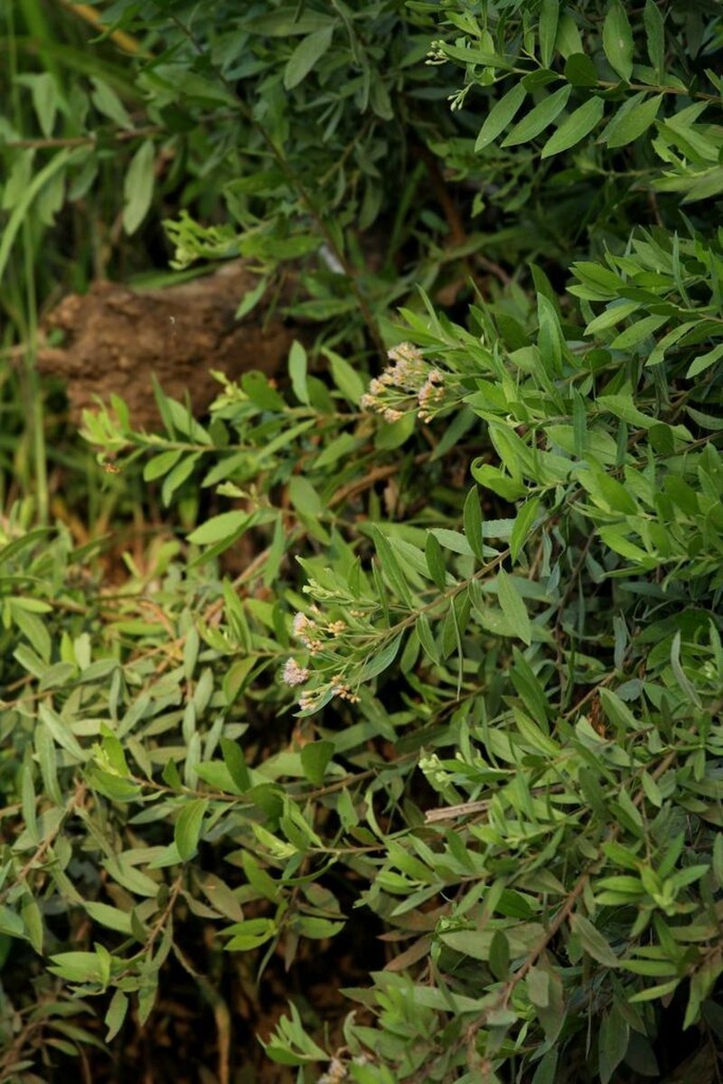Pluchea dioscoridis photo 4