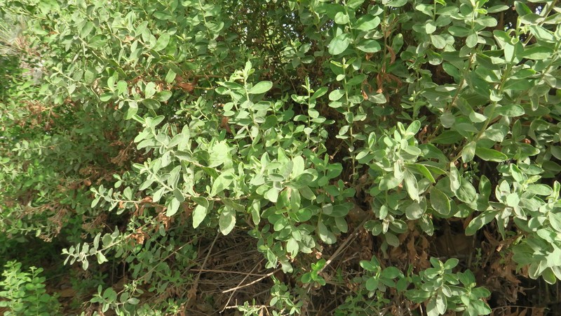 Pluchea dioscoridis photo 6