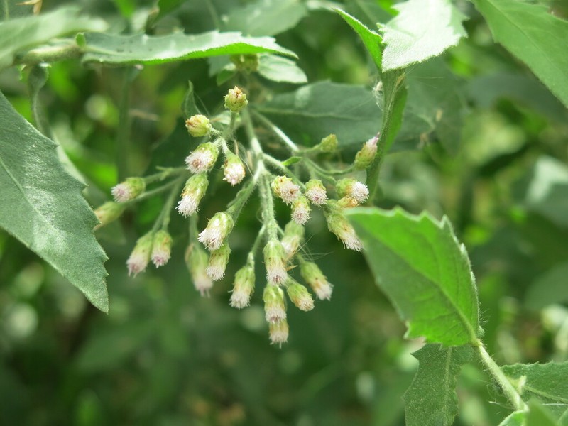 Pluchea dioscoridis photo 7