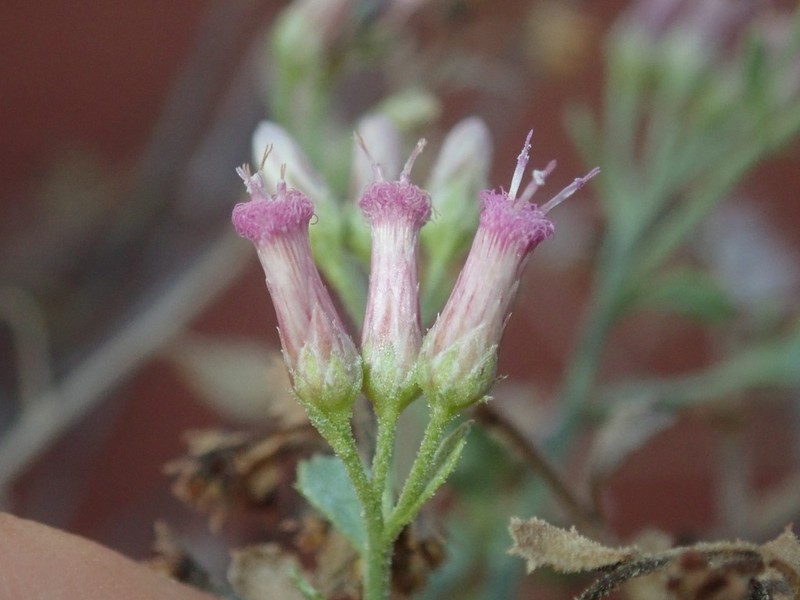Pluchea dunlopii