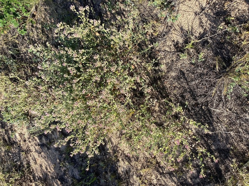 Pluchea dunlopii photo 3