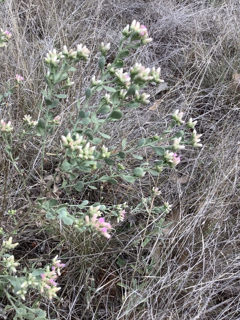 Pluchea dunlopii photo 5