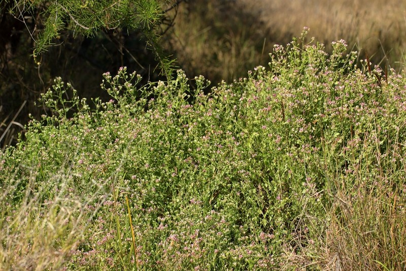 Pluchea dunlopii photo 8