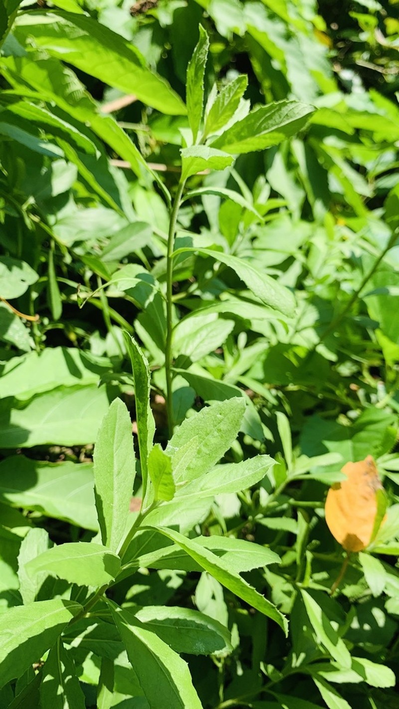 Pluchea eupatorioides