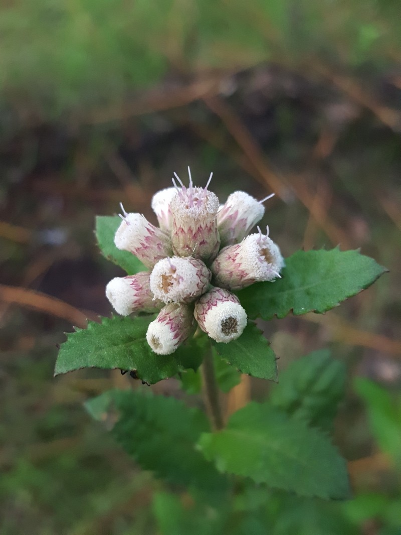 Stinking Camphorweed