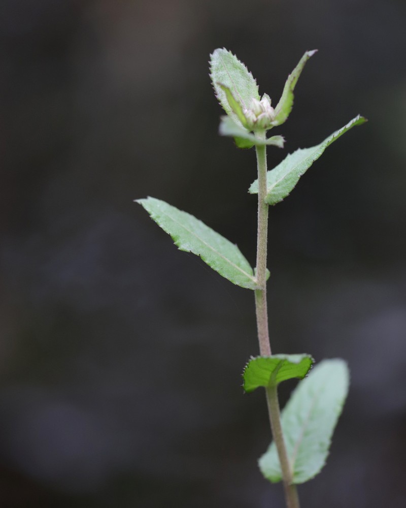 Stinking Camphorweed photo 2