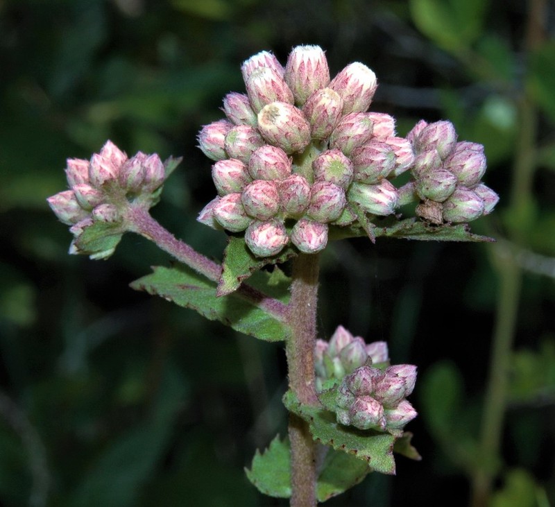 Stinking Camphorweed photo 3