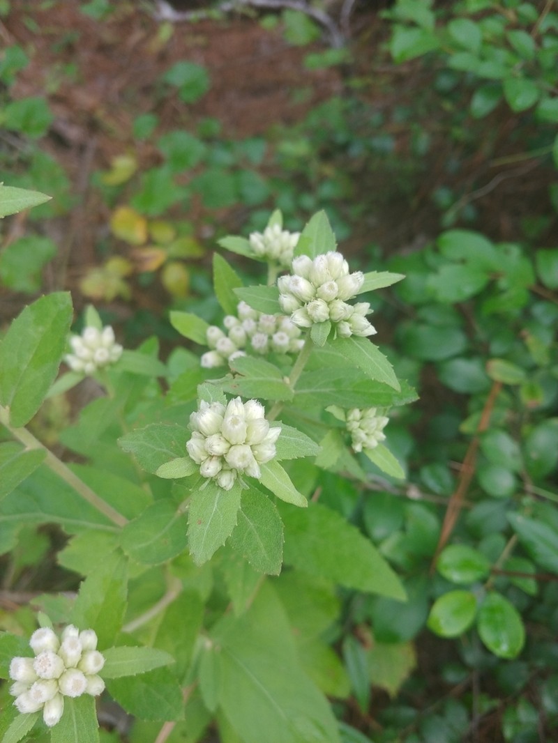 Stinking Camphorweed photo 4