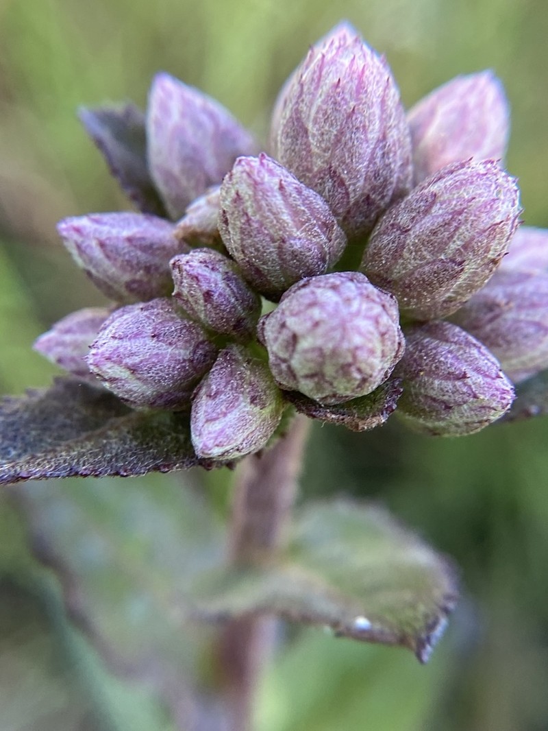 Stinking Camphorweed photo 5
