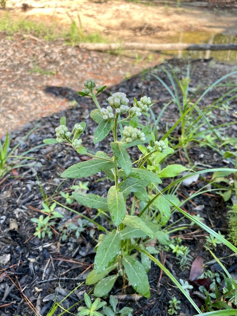 Stinking Camphorweed photo 6