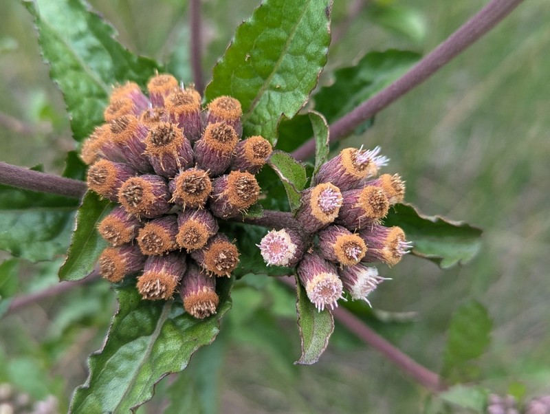 Stinking Camphorweed photo 7