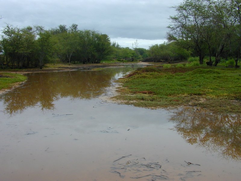 Pluchea fosbergii photo 2