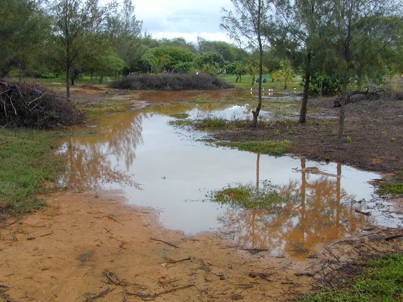 Pluchea fosbergii photo 3