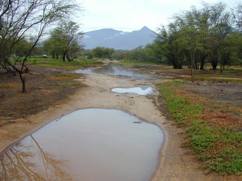 Pluchea fosbergii photo 4