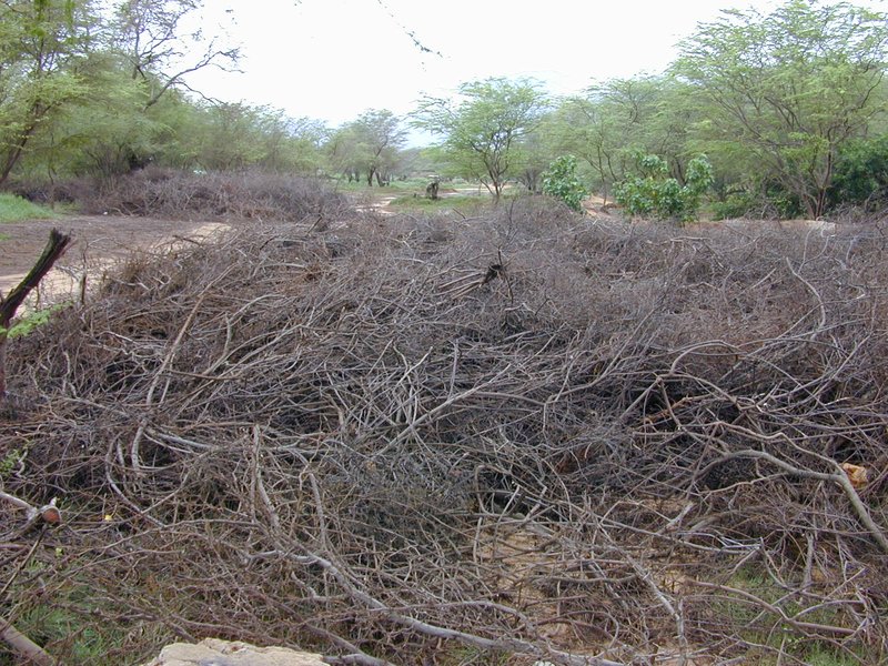 Pluchea fosbergii photo 5