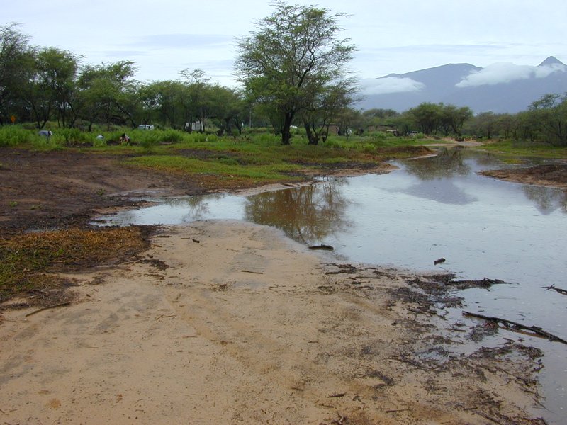 Pluchea fosbergii photo 6
