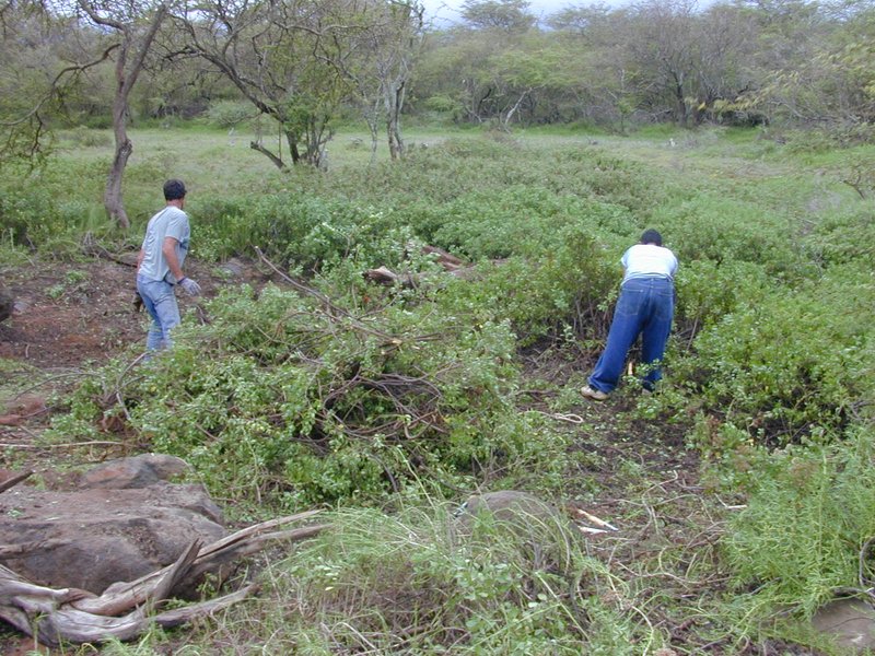 Pluchea fosbergii photo 7