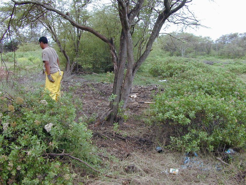 Pluchea fosbergii photo 8