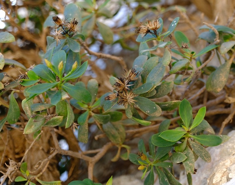 Pluchea glutinosa