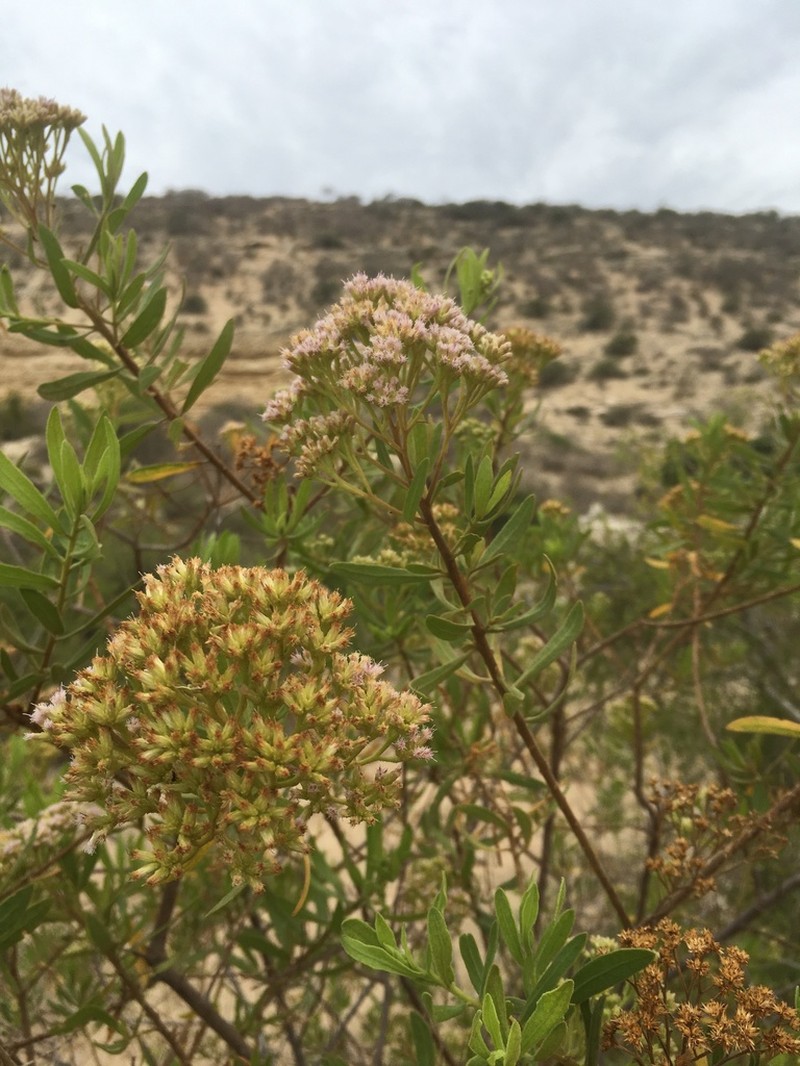 Pluchea grevei