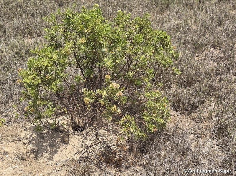 Pluchea grevei photo 2