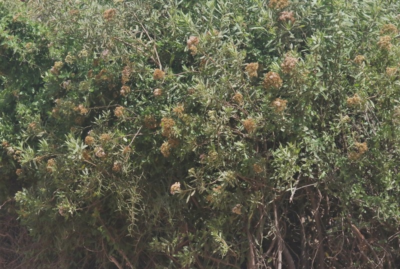 Pluchea grevei photo 3
