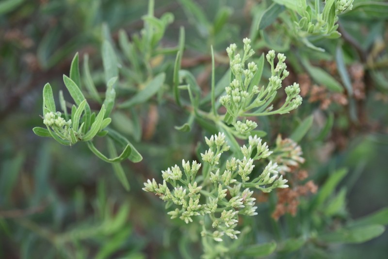 Pluchea grevei photo 4
