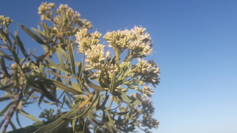 Pluchea grevei photo 5