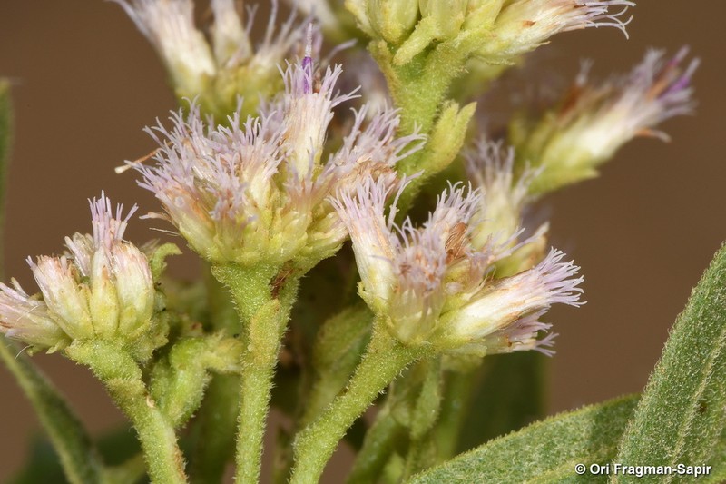 Pluchea grevei photo 6