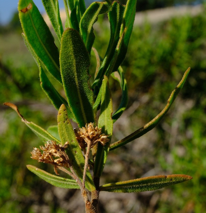 Pluchea grevei photo 7