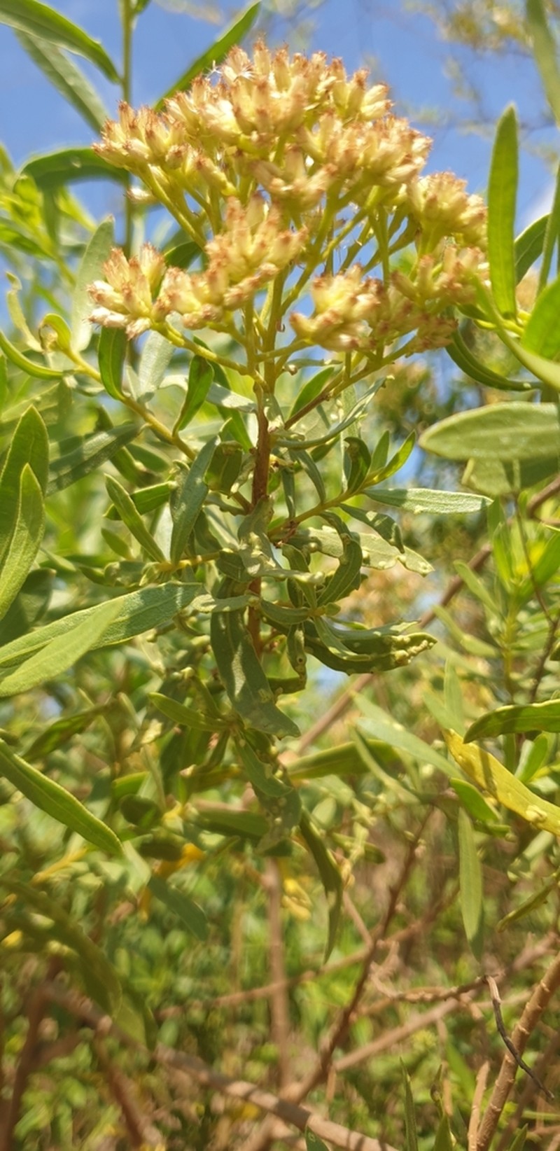 Pluchea grevei photo 8