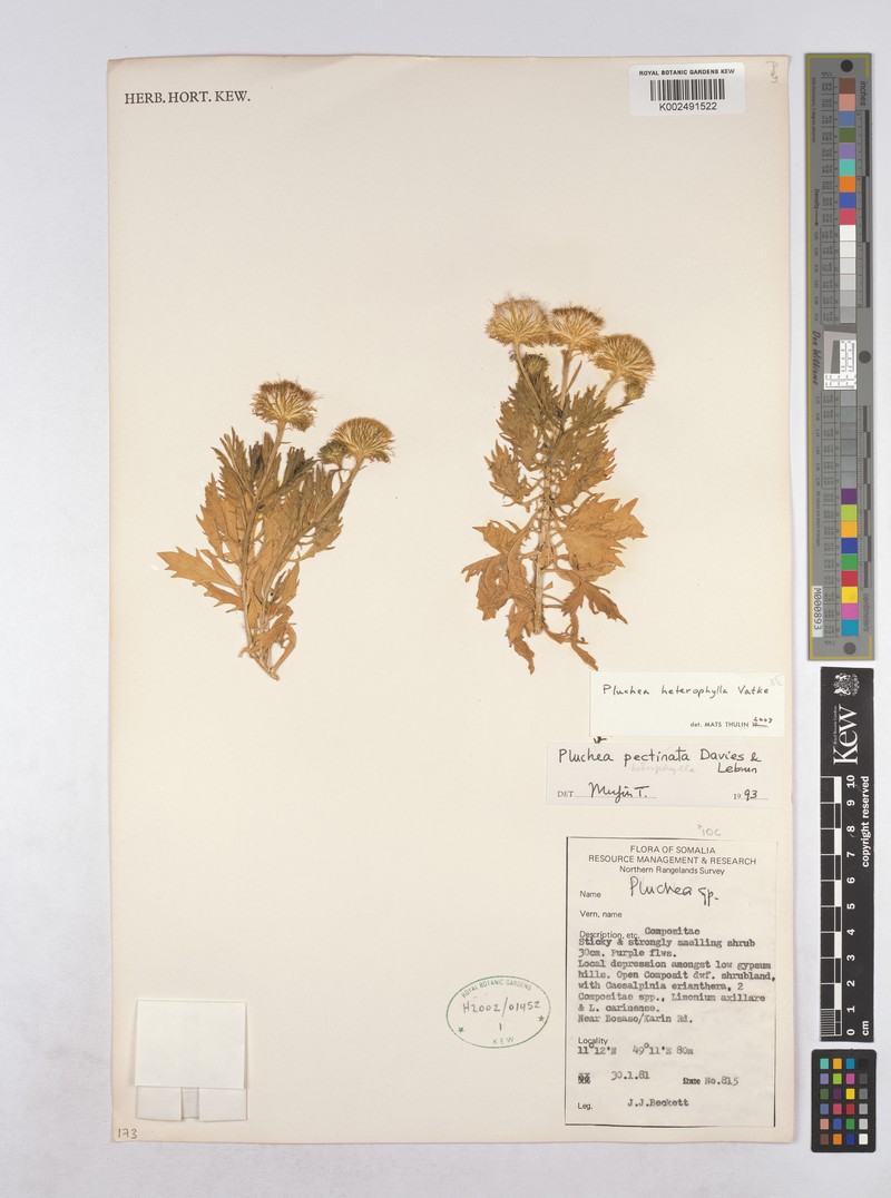 Pluchea heterophylla