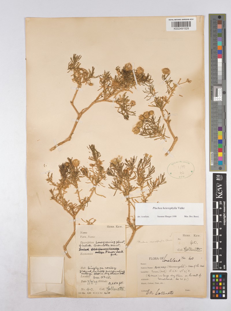 Pluchea heterophylla photo 2