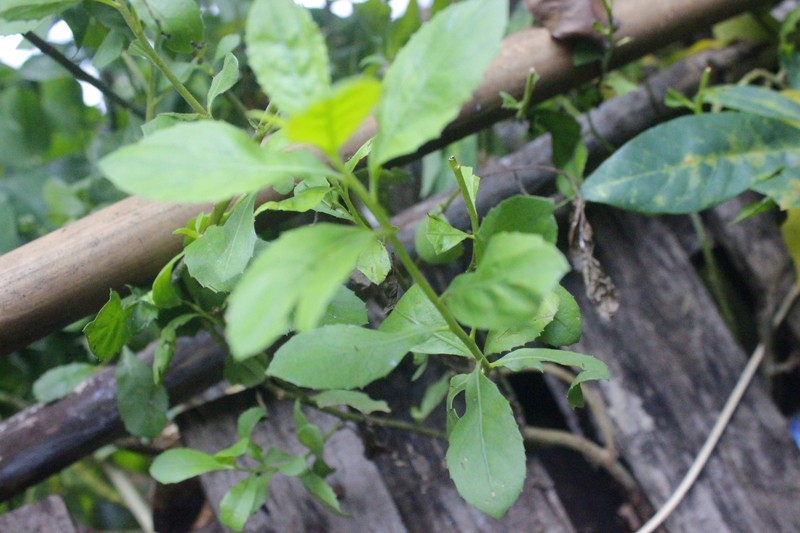 Indian Camphorweed photo 2