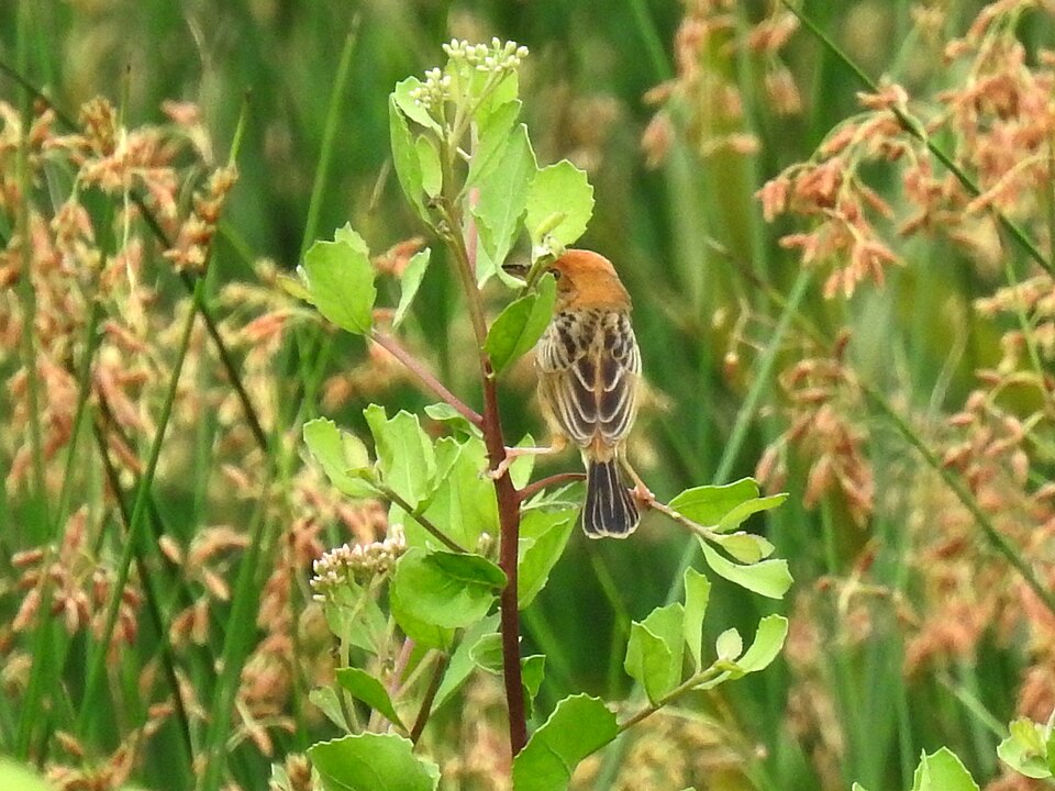 Indian Camphorweed photo 3