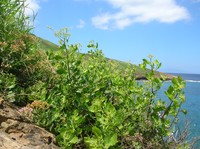 Indian Camphorweed
