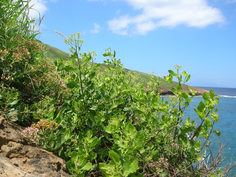 Indian Camphorweed photo 5