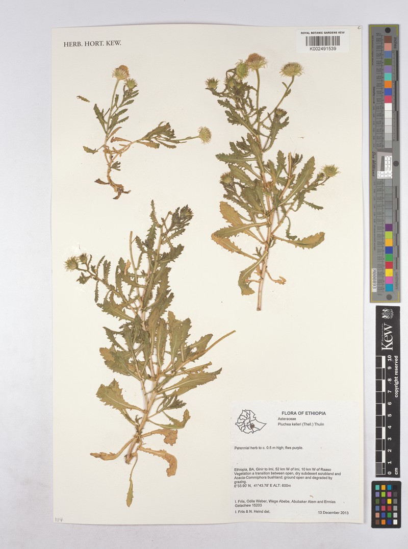 Pluchea kelleri