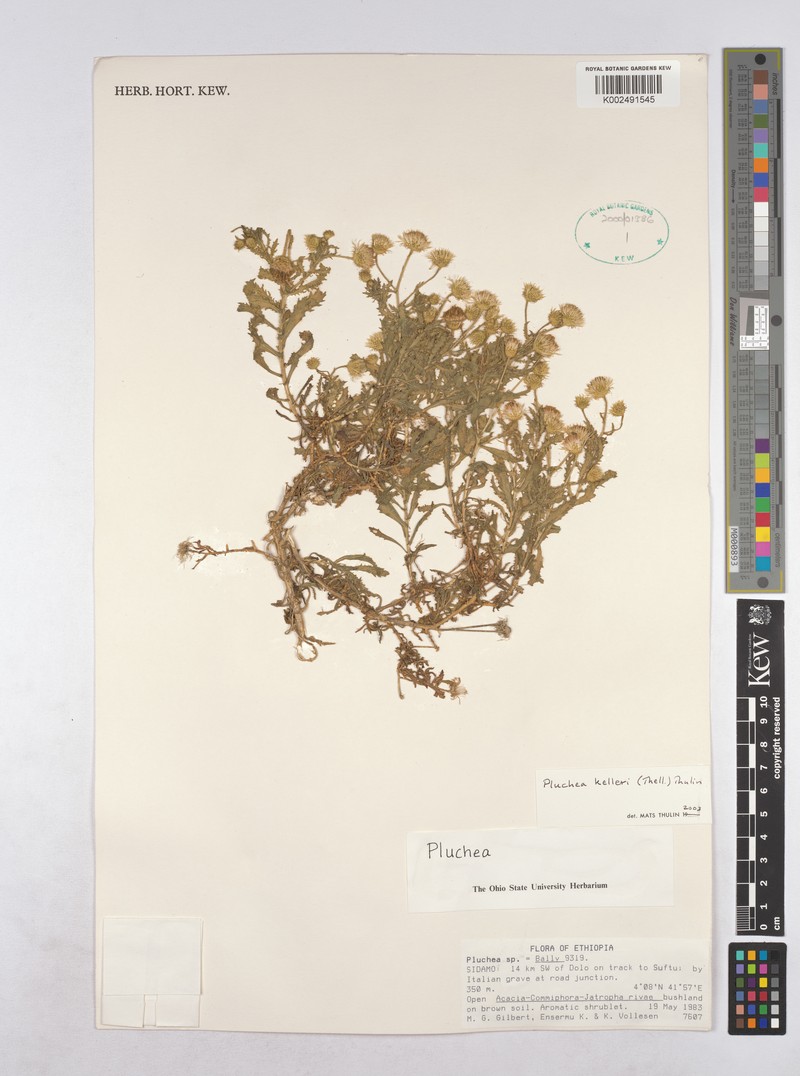 Pluchea kelleri photo 2