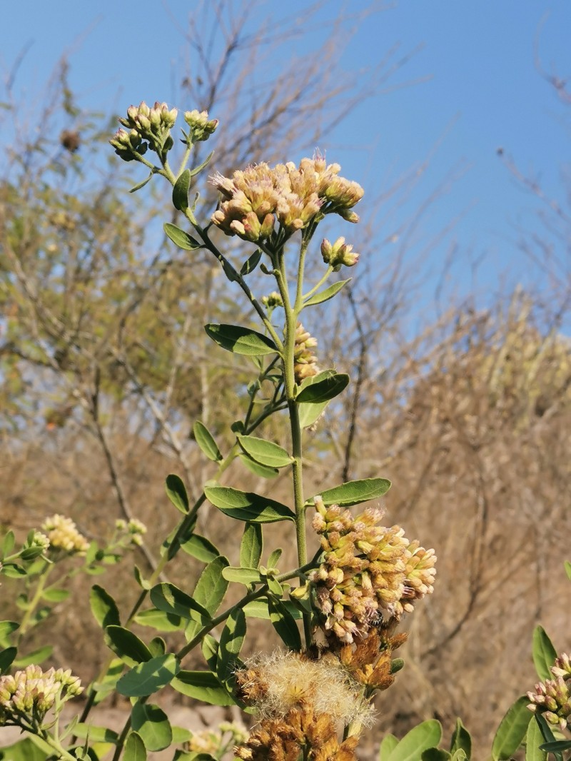 Pluchea lanceolata