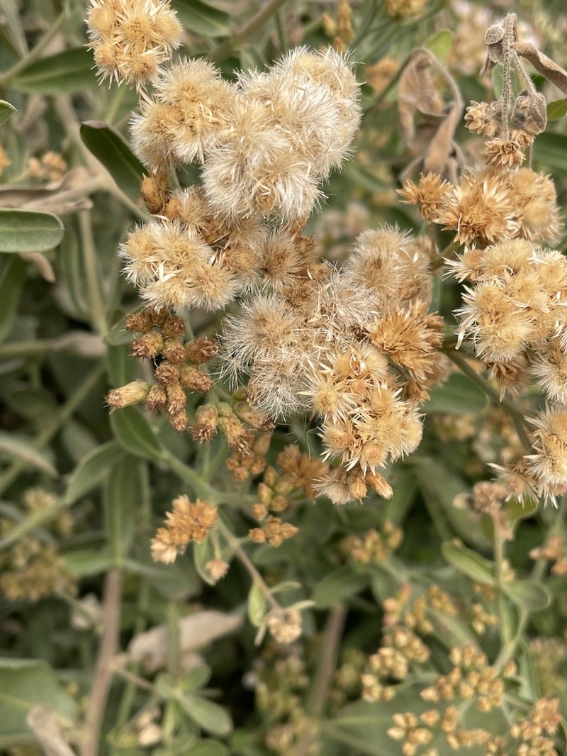 Pluchea lanceolata photo 2