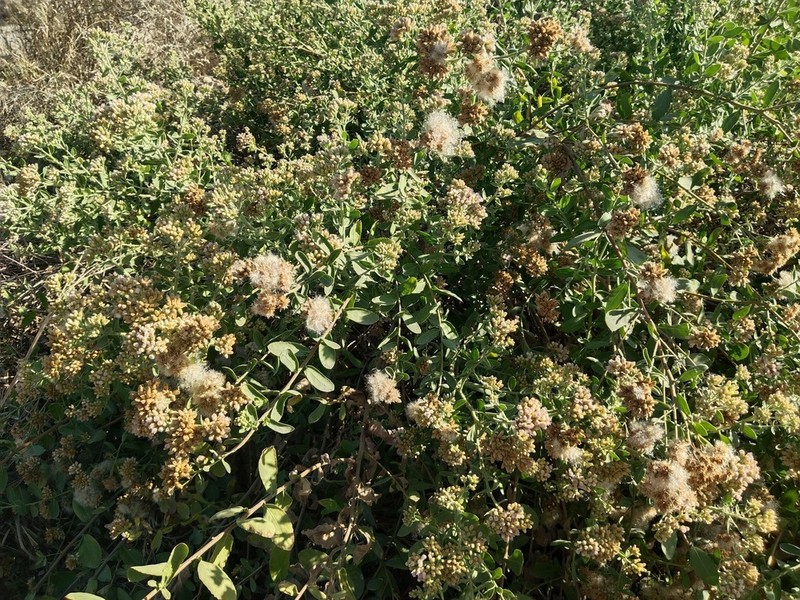 Pluchea lanceolata photo 3