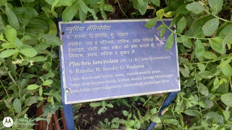 Pluchea lanceolata photo 4