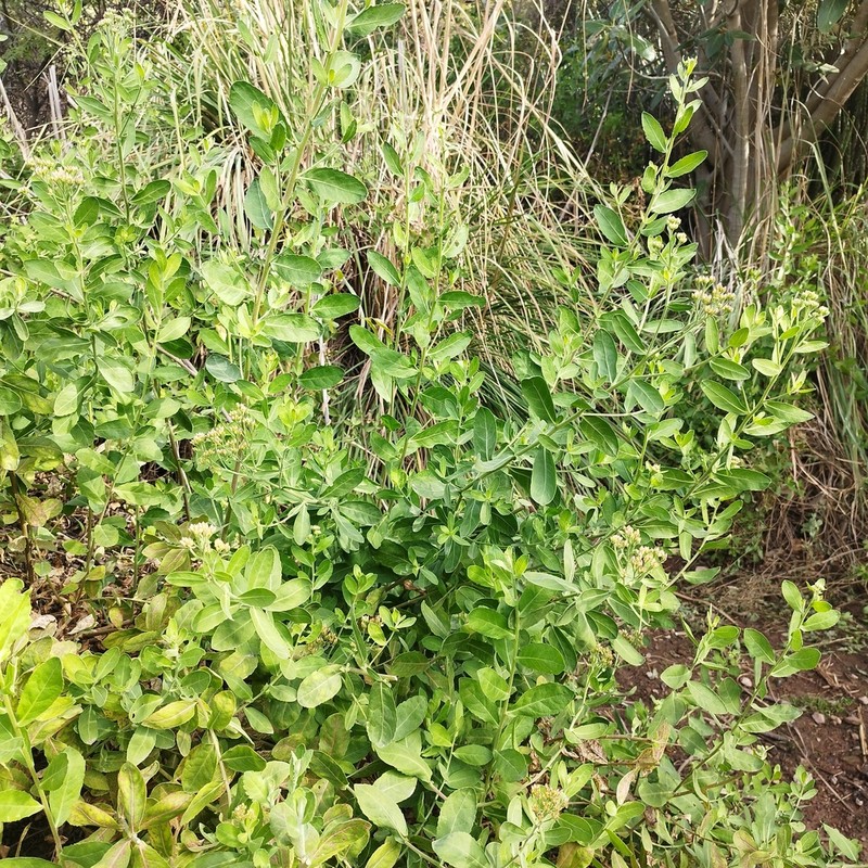 Pluchea lanceolata photo 5
