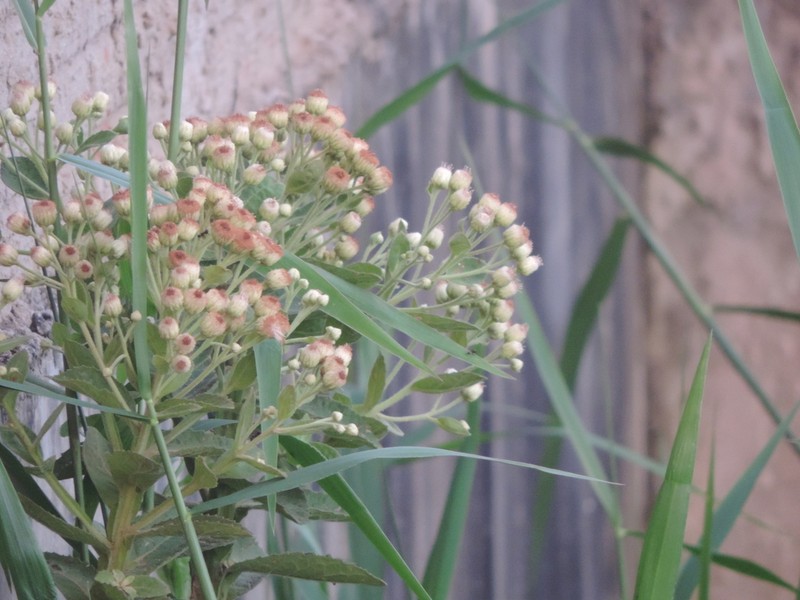 Pluchea laxiflora