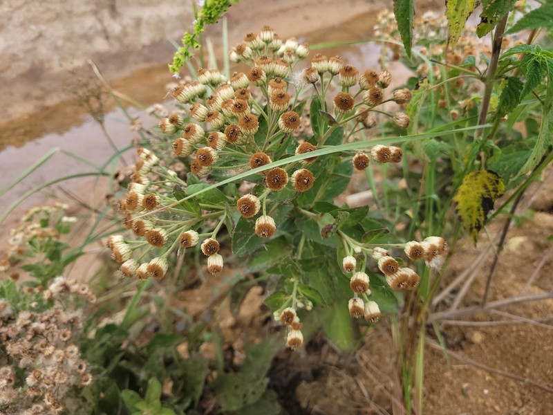 Pluchea laxiflora photo 2